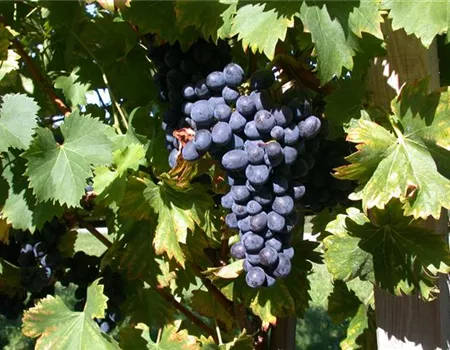 Vitis vinifera 'Attika'