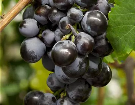 Vitis vinifera 'Centuri'