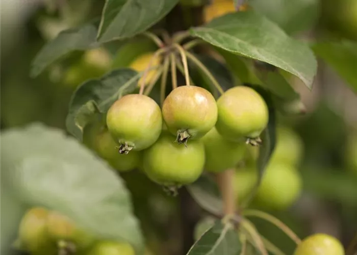 Malus 'Golden Hornet'
