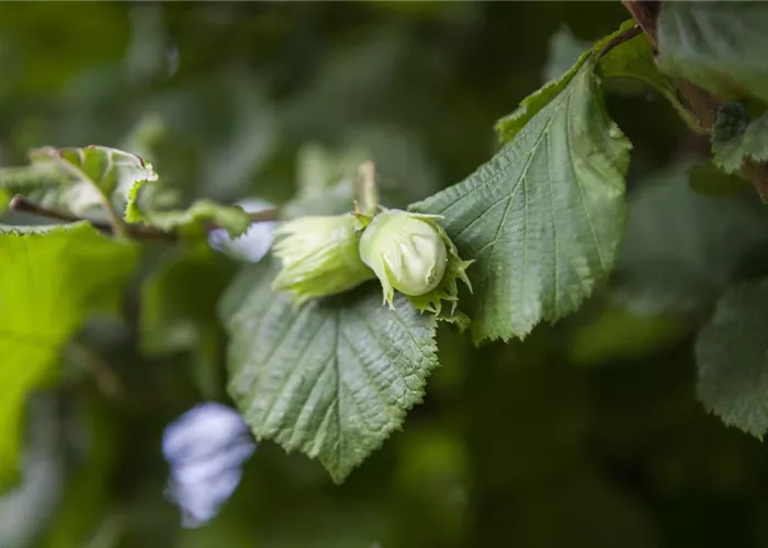 Corylus av.'Webbs Preisnuss' CAC