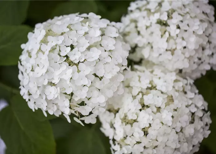 Hydrangea arb. 'Strong Annabelle'