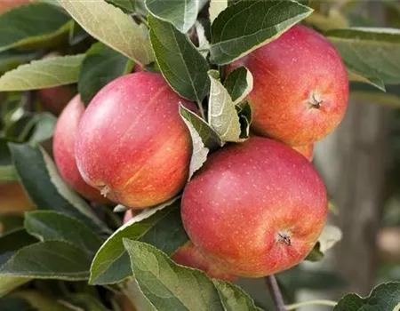 Malus dom. 'Braeburn'