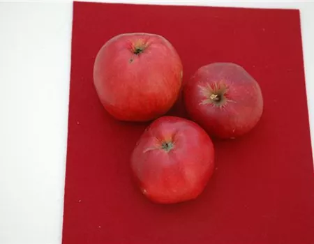 Malus dom. 'Danziger Kantapfel'