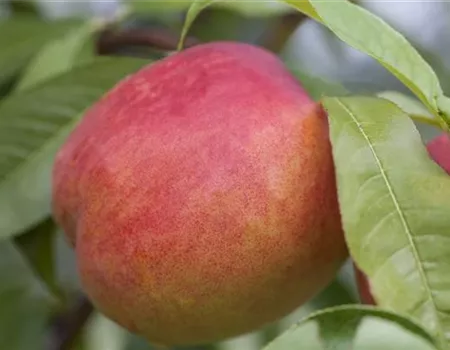 Prunus nuc. 'Nectared'