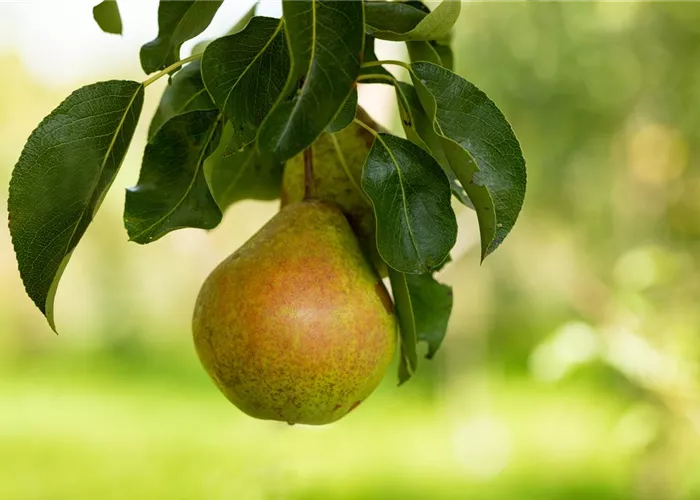 Pyrus com. 'Petersbirne'