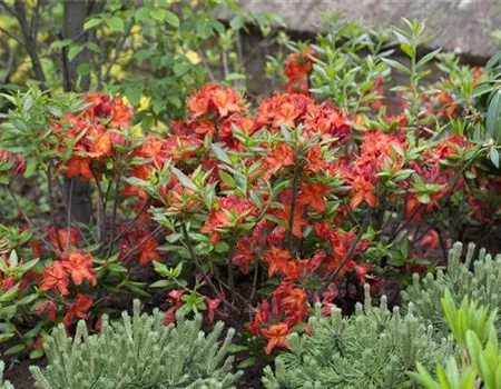 Rhododendron lut.'Parkfeuer' I