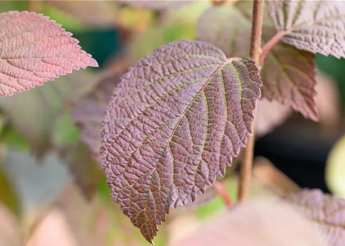 Viburnum plicatum 'F. E. Opening Day'