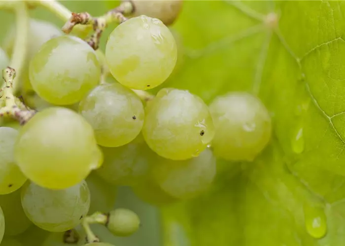 Vitis 'Romulus' II