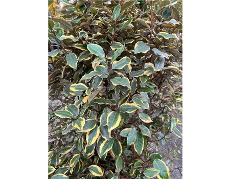 Elaeagnus ebbingei 'Vivileg'