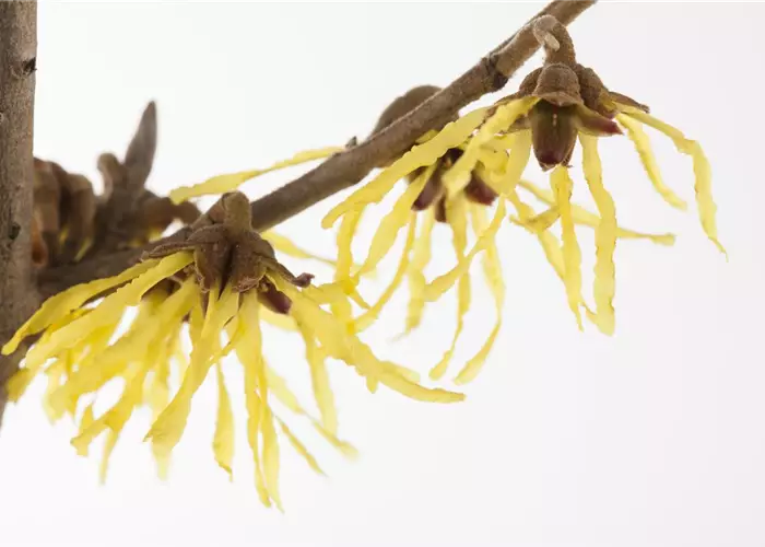 Hamamelis interm.'Pallida'