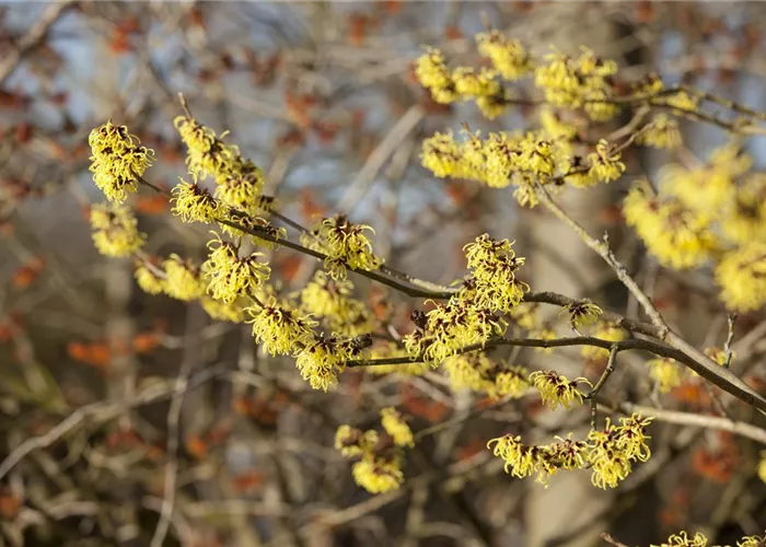 Hamamelis interm.'Primavera'