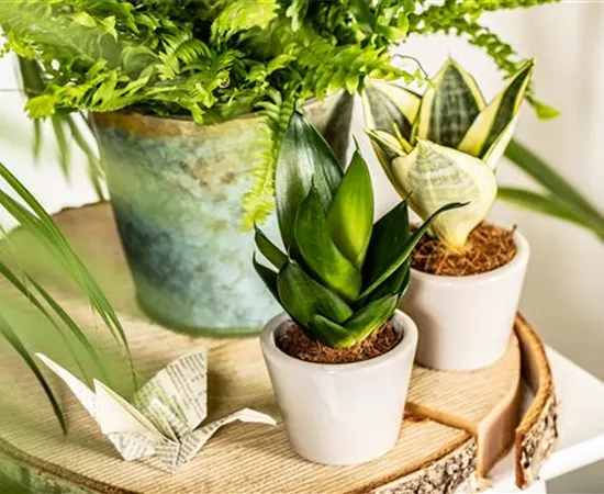 Raumgestaltung mit Zimmerpflanzen für einen grünen Dschungel