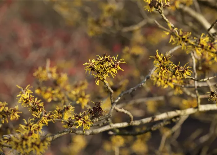 Hamamelis interm.'Westerstede'