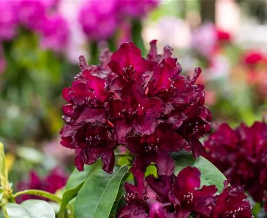 Rhododendron einpflanzen – So erstrahlt der Garten mit Blüten