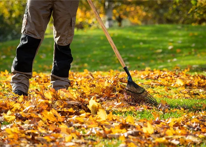 Gartenarbeit im Herbst – Das ist jetzt wichtig