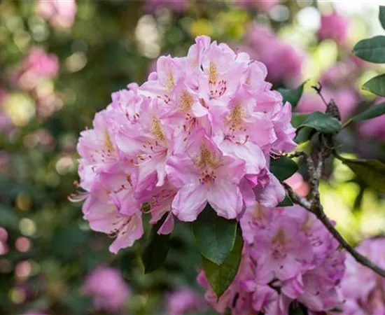 Rhododendron kaufen und den Garten bunt gestalten