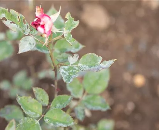 Die häufigsten Pflanzenkrankheiten erkennen und bekämpfen