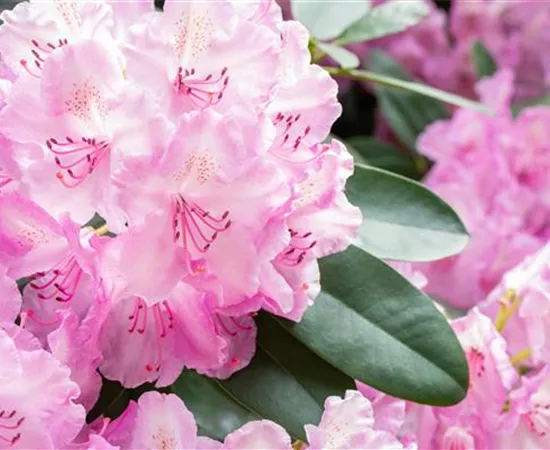 Rhododendronarten und -sorten – Die schönsten Kandidaten