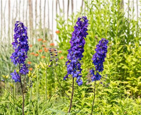 Rittersporn als blühendes Highlight im sommerlichen Garten