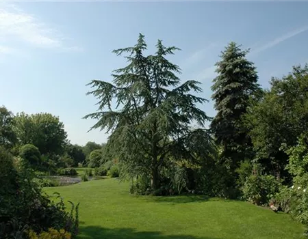 Cedrus deodara 'Aurea'
