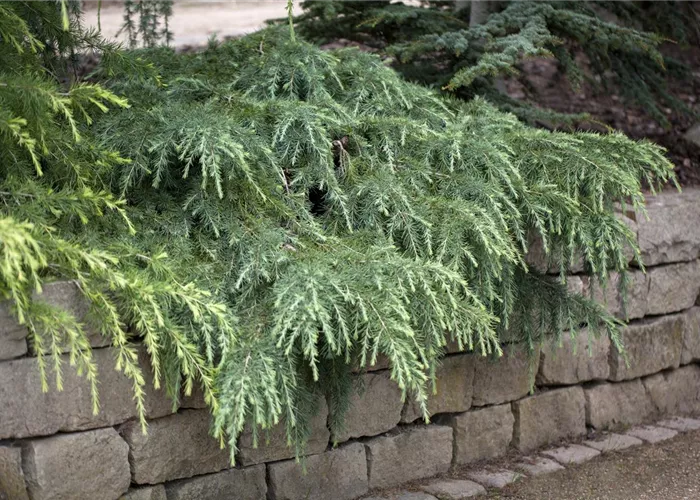 Cedrus deodara 'Feelin Blue'