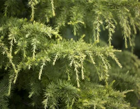 Cedrus deodara 'Golden Horizon'