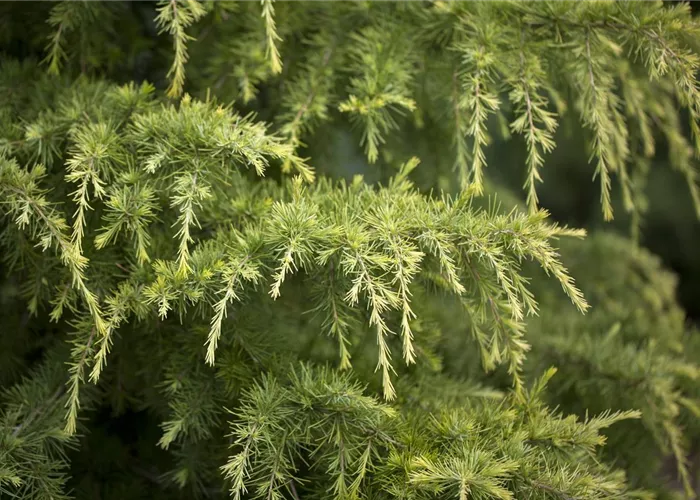 Cedrus deodara 'Golden Horizon'