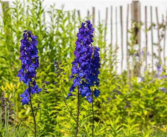 Rittersporn pflanzen und den Sommer einziehen lassen 