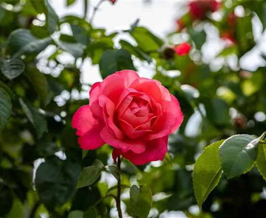 Rosen einpflanzen leicht gemacht – So geht’s richtig