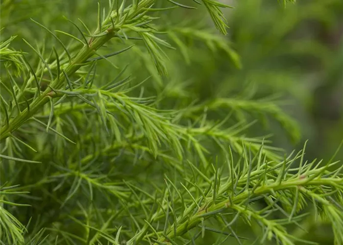 Cryptomeria japonica 'Giokomo'