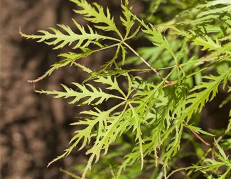 Acer palmatum 'Dissectum Viridis'