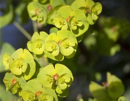 Euphorbia martinii