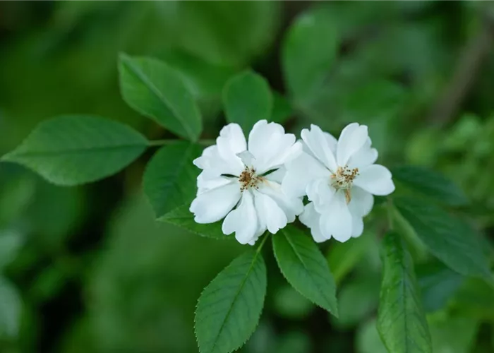 Rosa multiflora
