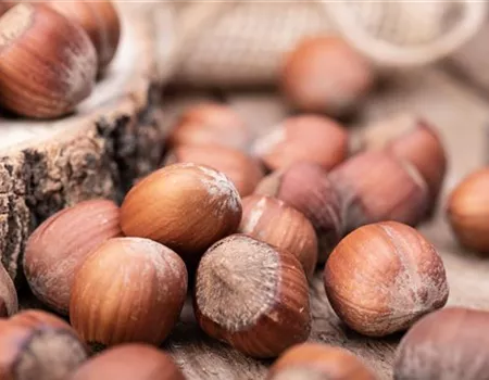 Corylus av. 'Halle'sche Riesennuss'