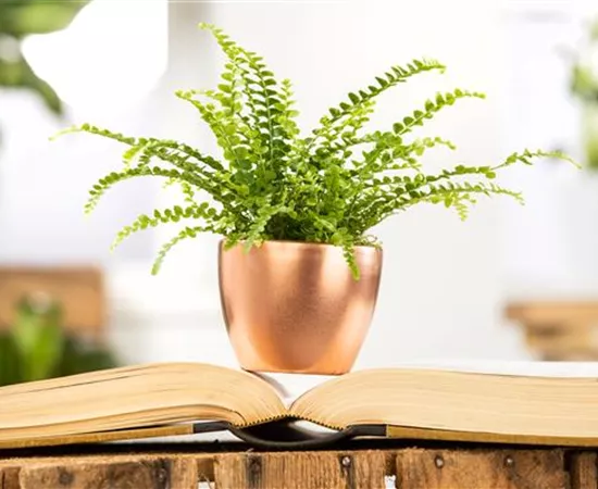 Schädlinge an Zimmerpflanzen erkennen und vorbeugen