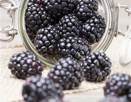 Rubus frut. 'Coolaris Patio Black' -R-