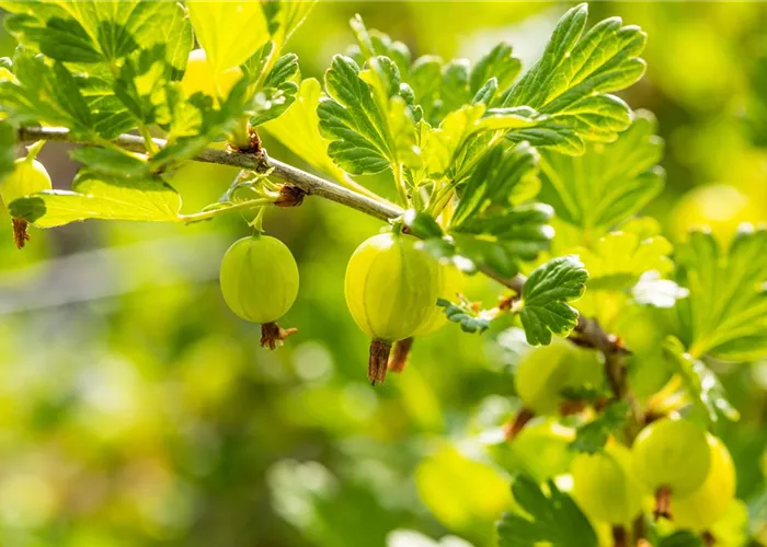 Ribes uva-crispa 'Hinnonmäki grün' II