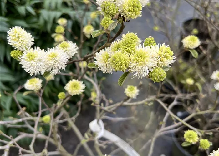 Fothergilla gardenii