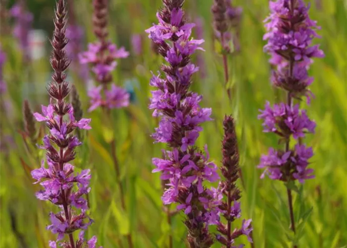 Lythrum salicaria 'Blush'