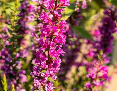 Lythrum salicaria 'Robin'