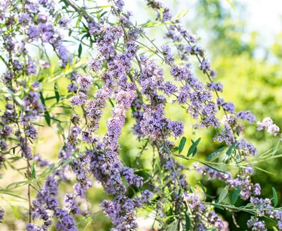 Sommerflieder pflanzen und bunte Blüten bewundern