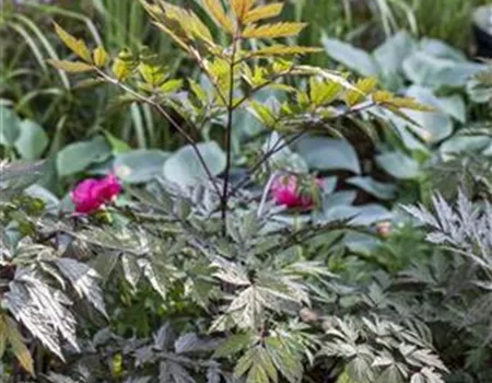 Cimicifuga ramosa 'Pink Spike'