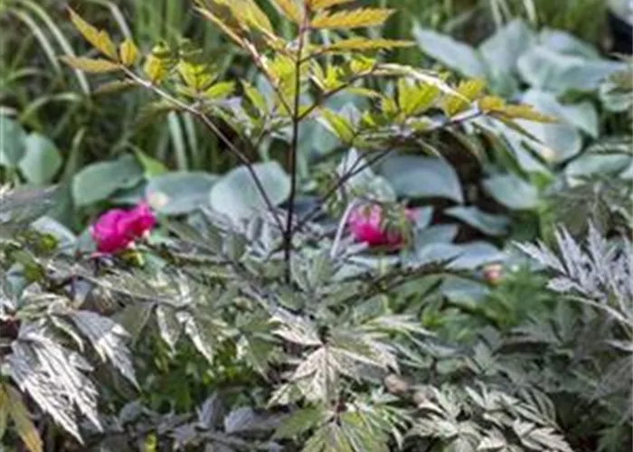 Cimicifuga ramosa 'Pink Spike'