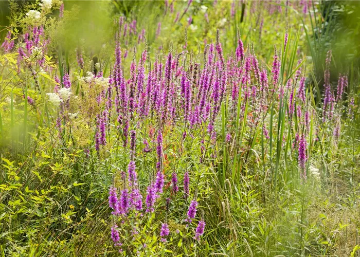 Lythrum virgatum 'Dropmore Purple'