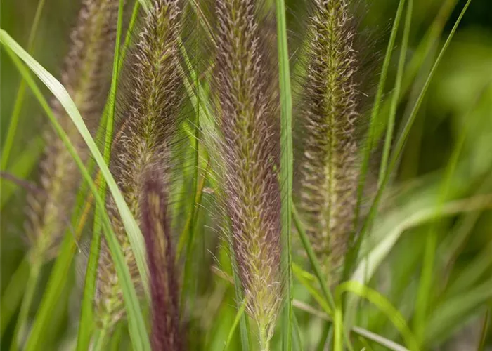 Pennisetum alopecuroides 'Red Head'