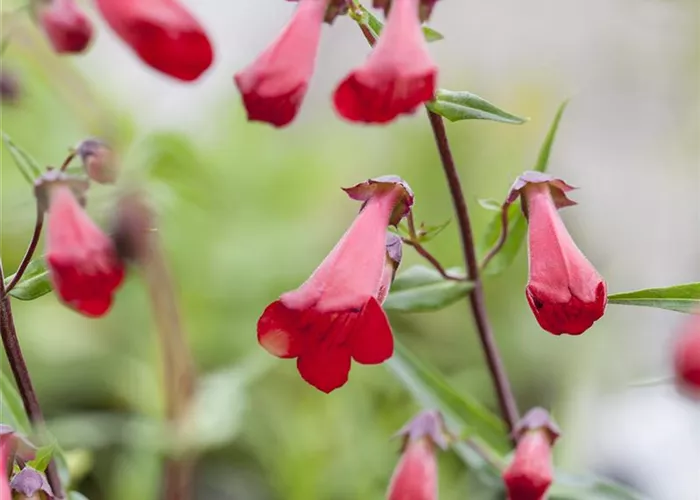 Penstemon barbatus 'Coccineus'