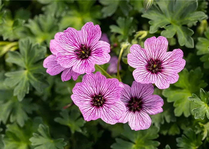 Geranium cinereum 'Laurence Flatman'