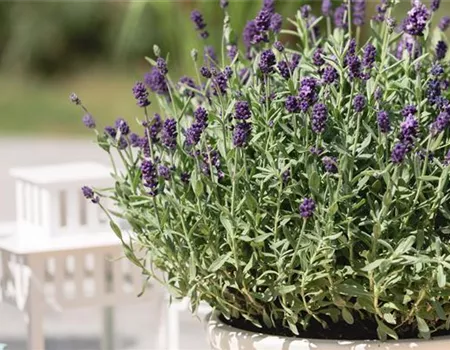 Lavandula angustifolia 'Dwarf Blue'