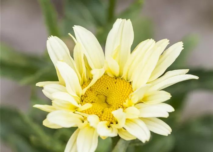 Leucanthemum x superbum 'Banana Cream' -R-