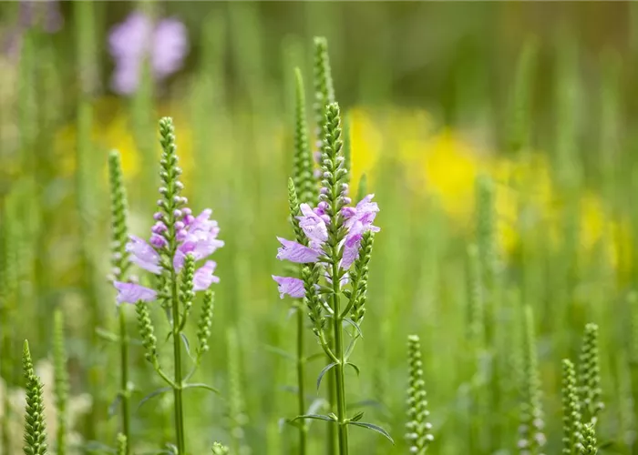 Physostegia virginiana 'Bouquet Rose'